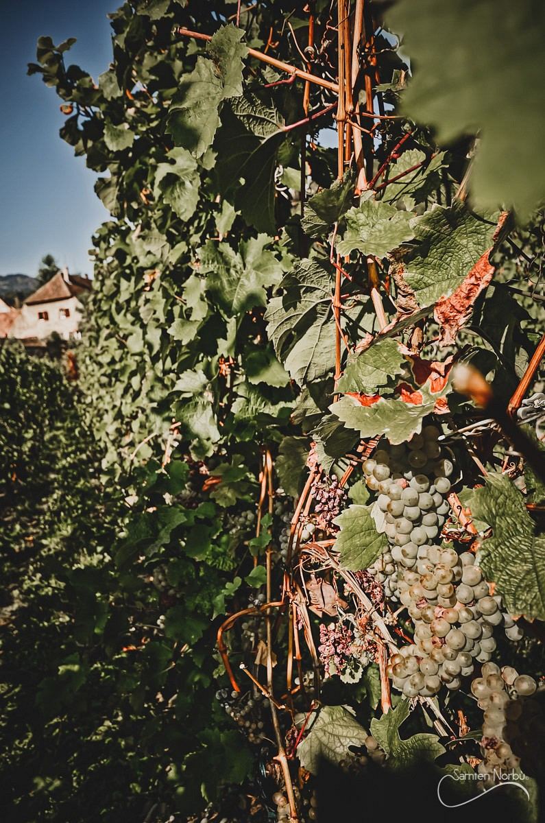 Alsace — photographie de Samten Norbù