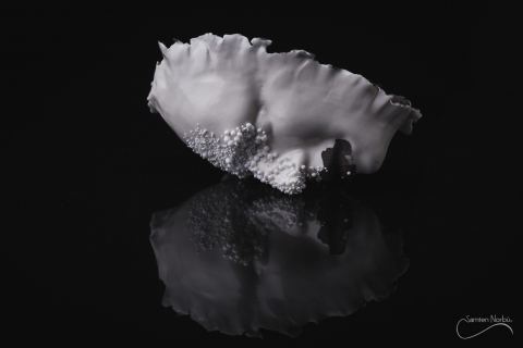 Artisanat d'art — photographies de Samten Norbù