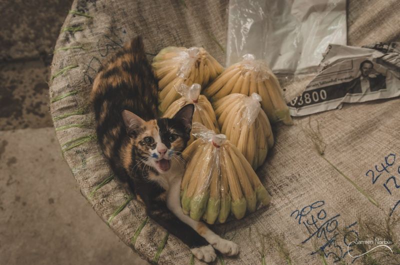 Bangkok — photographie de Samten Norbù