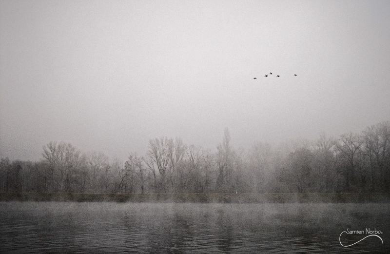 La vie du Rhin — photographie de Samten Norbù
