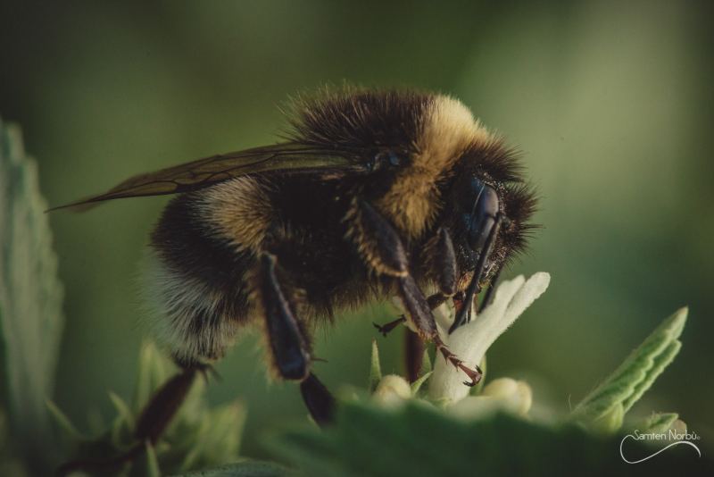 Macro — photographie de Samten Norbù