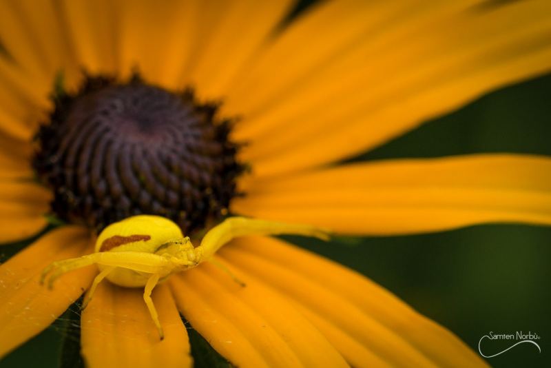 Macro — photographie de Samten Norbù