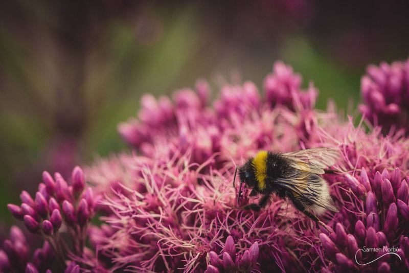 Macro — photographie de Samten Norbù