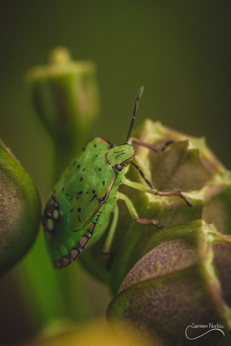 Macro — photographie de Samten Norbù