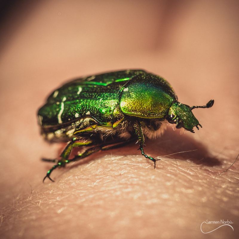Macro — photographie de Samten Norbù