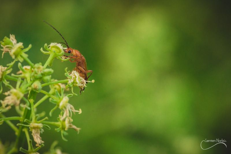 Macro — photographie de Samten Norbù
