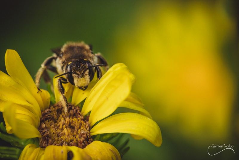 Macro — photographie de Samten Norbù