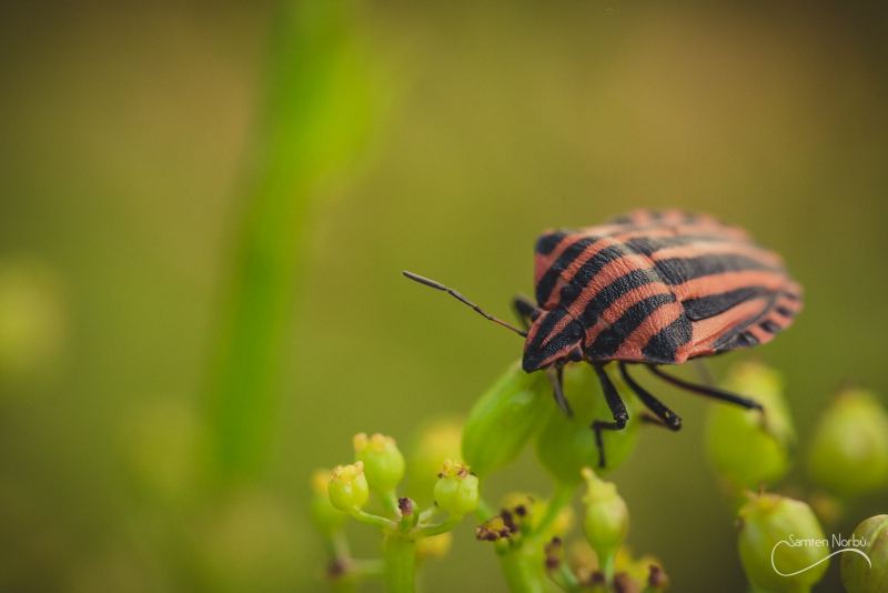 Macro — photographie de Samten Norbù