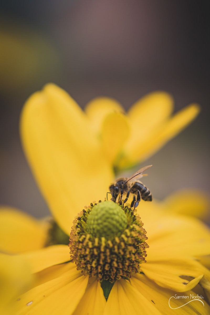 Macro — photographie de Samten Norbù