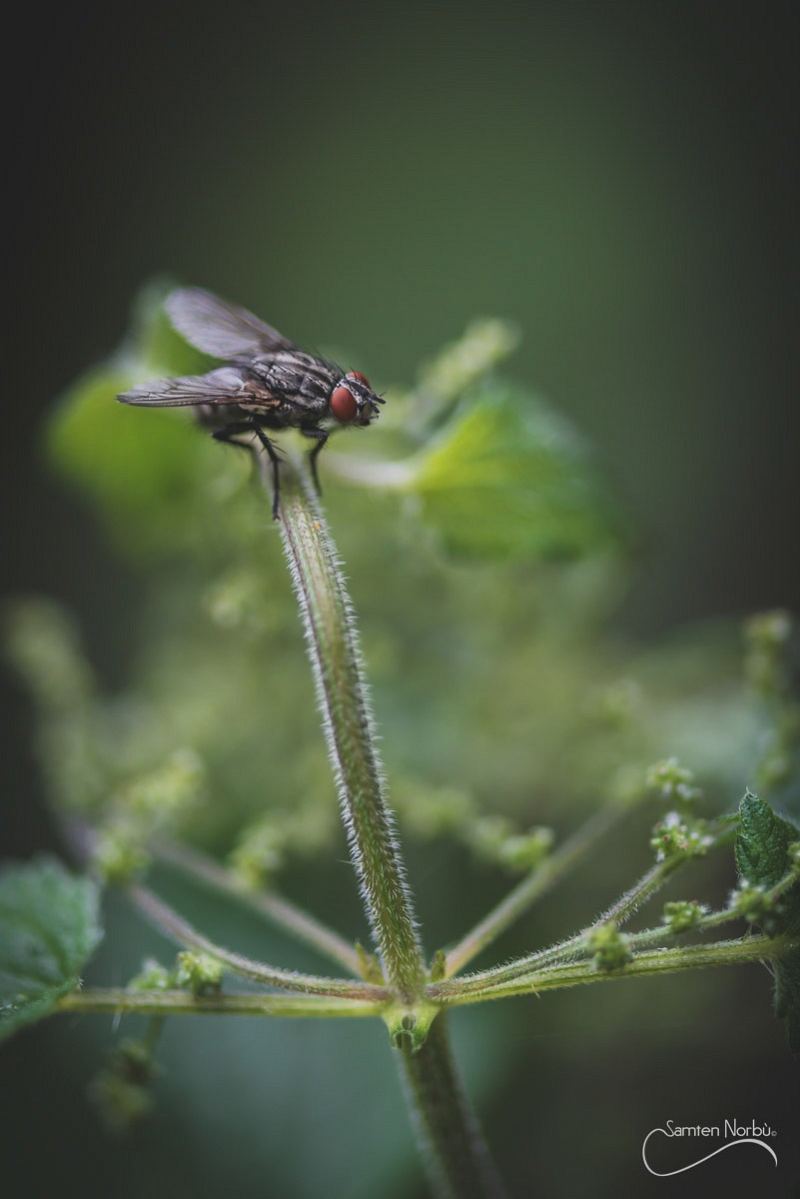 Macro — photographie de Samten Norbù