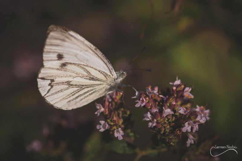 Macro — photographie de Samten Norbù