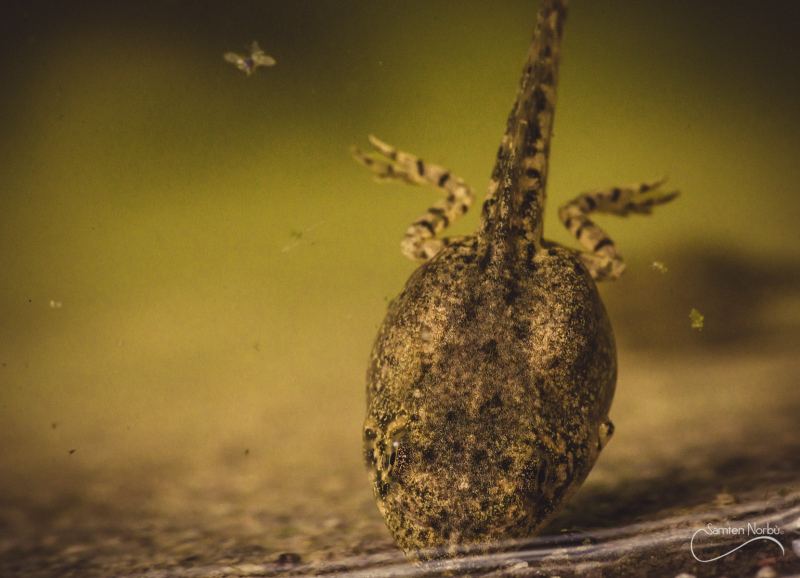 Macro — photographie de Samten Norbù