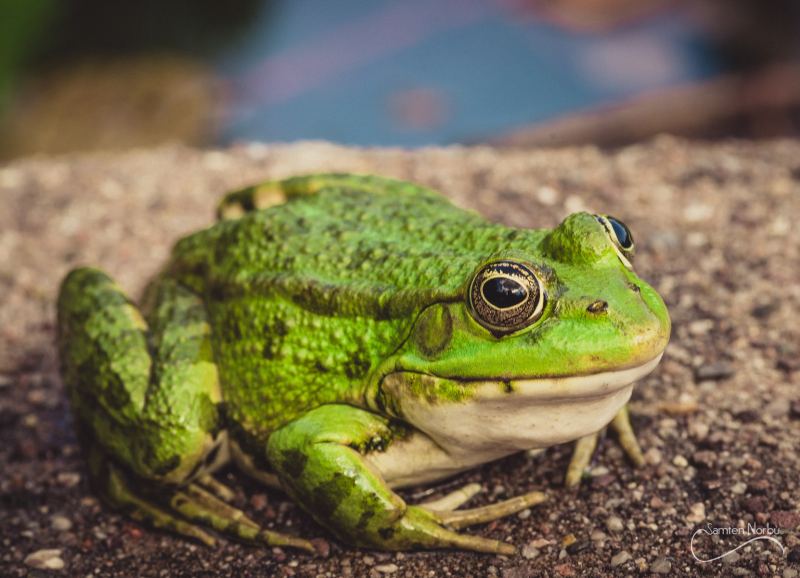 Macro — photographie de Samten Norbù