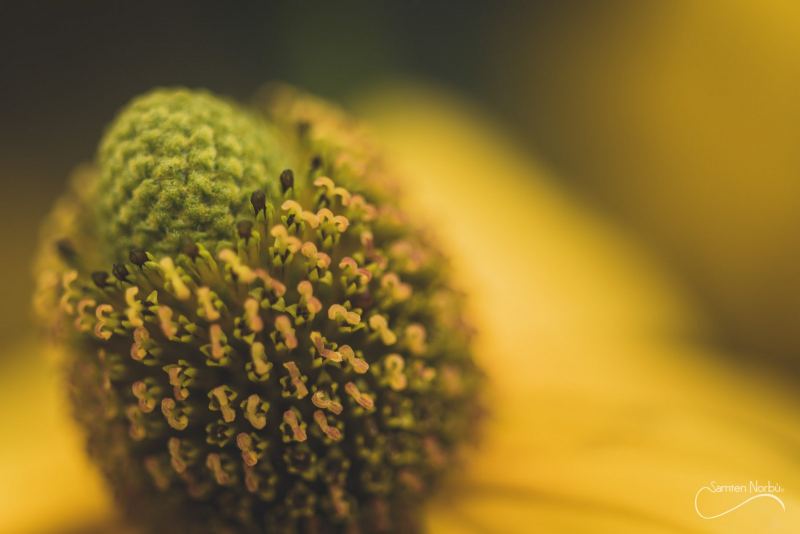 Macro — photographie de Samten Norbù