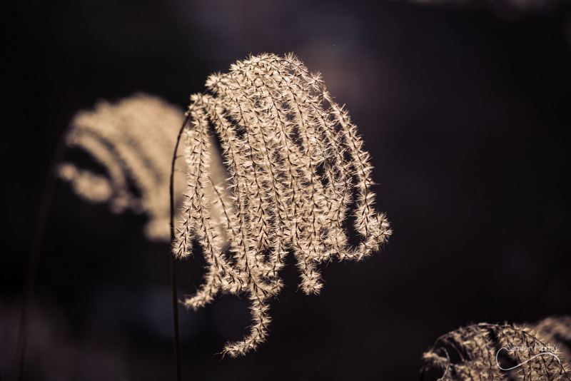 Macro — photographie de Samten Norbù