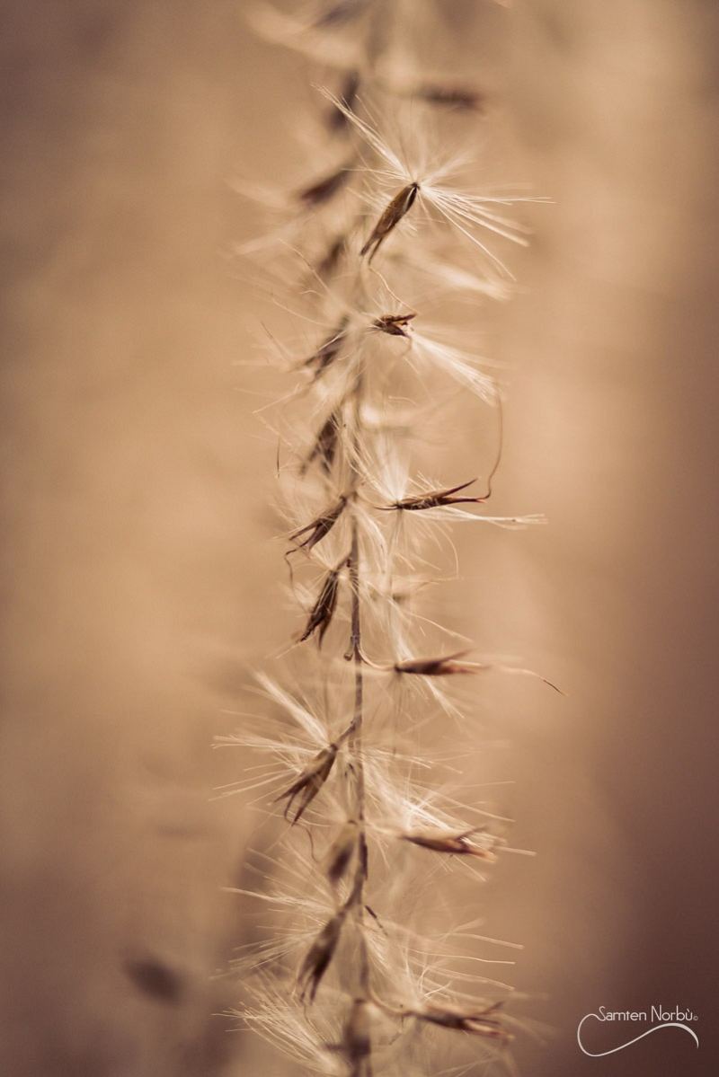 Macro — photographie de Samten Norbù