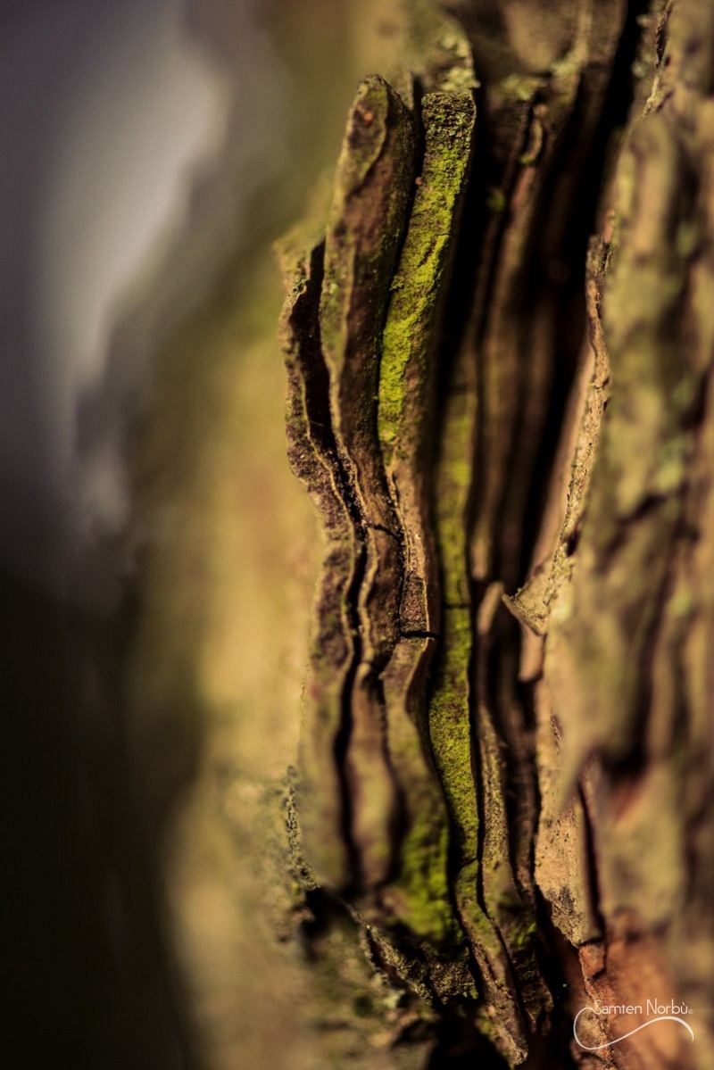 Macro — photographie de Samten Norbù