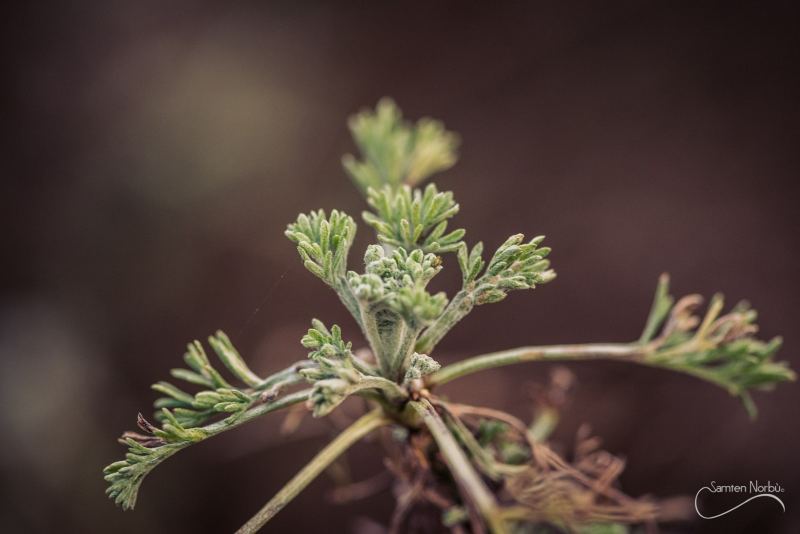 Macro — photographie de Samten Norbù