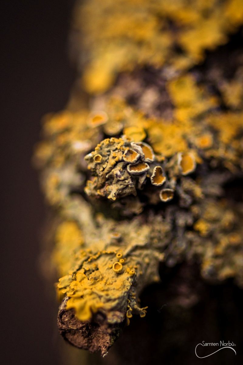 Macro — photographie de Samten Norbù