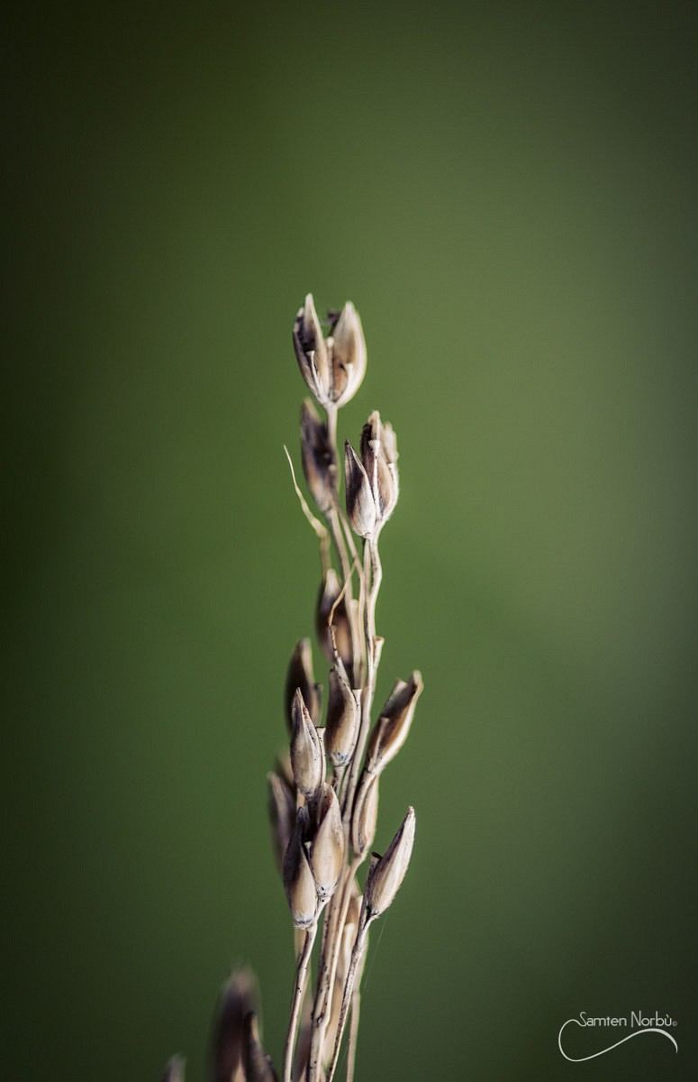 Macro — photographie de Samten Norbù