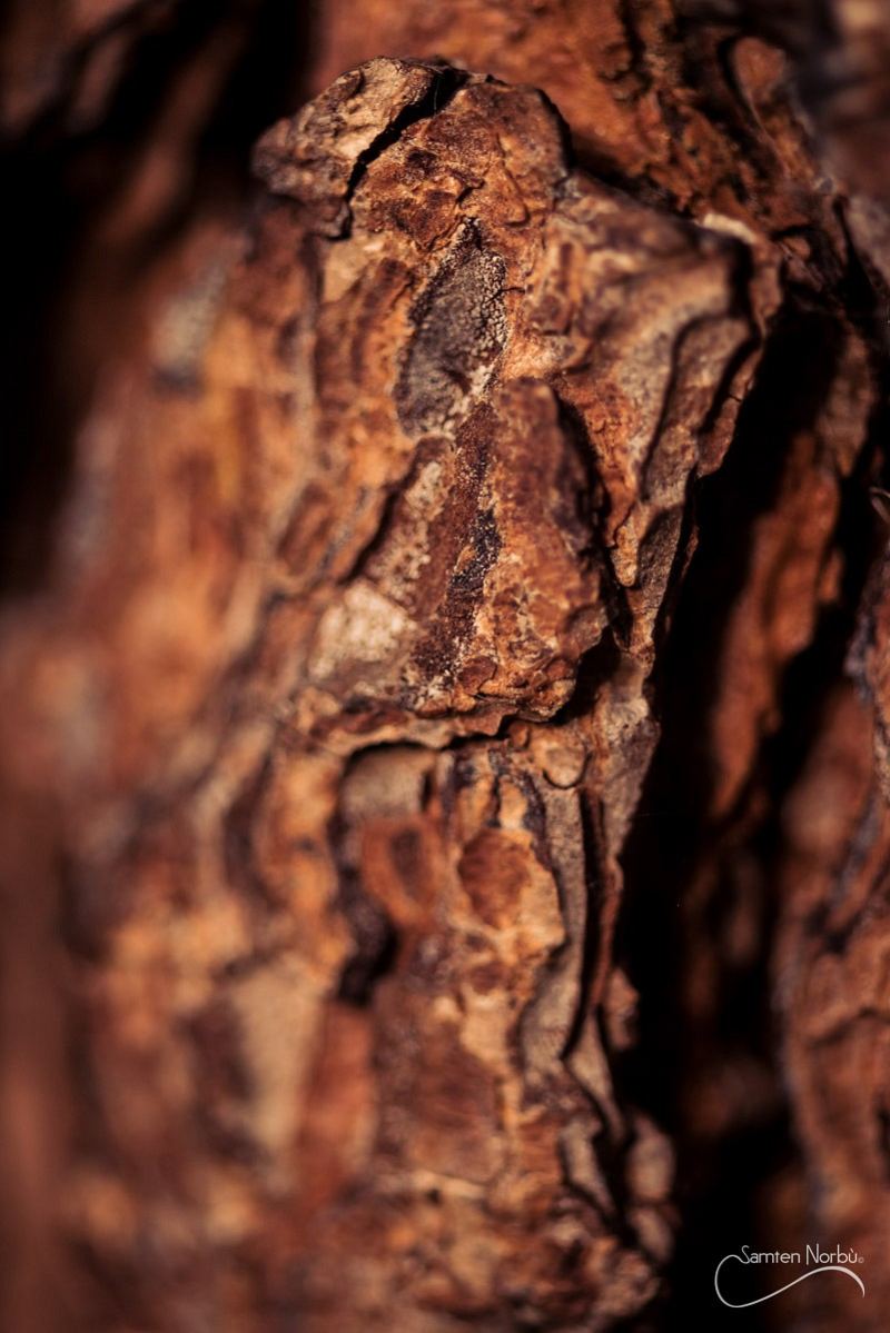 Macro — photographie de Samten Norbù