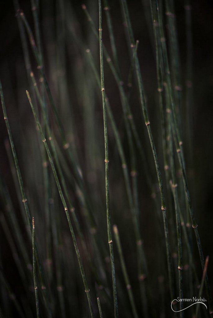 Macro — photographie de Samten Norbù