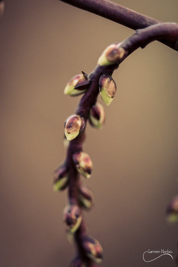 Macro — photographie de Samten Norbù