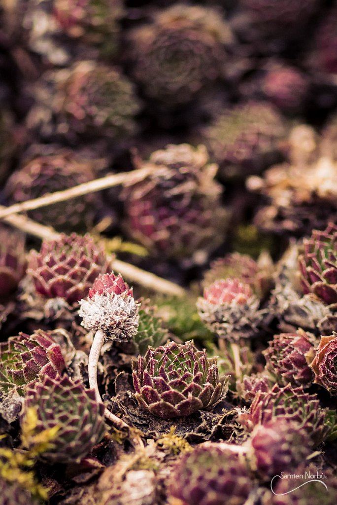 Macro — photographie de Samten Norbù