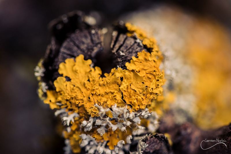 Macro — photographie de Samten Norbù