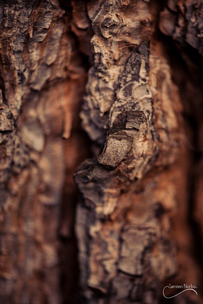 Macro — photographie de Samten Norbù