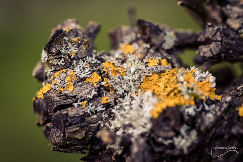 Macro — photographie de Samten Norbù