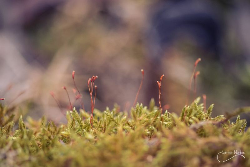 Macro — photographie de Samten Norbù