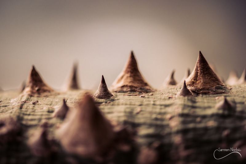 Macro — photographie de Samten Norbù