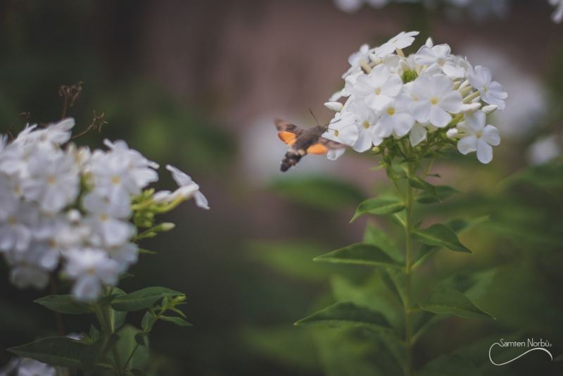 Macro — photographie de Samten Norbù
