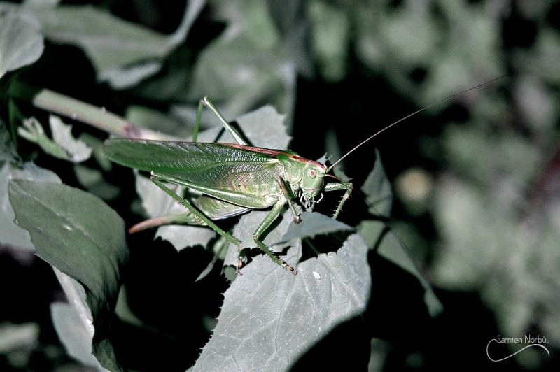 Macro — photographie de Samten Norbù