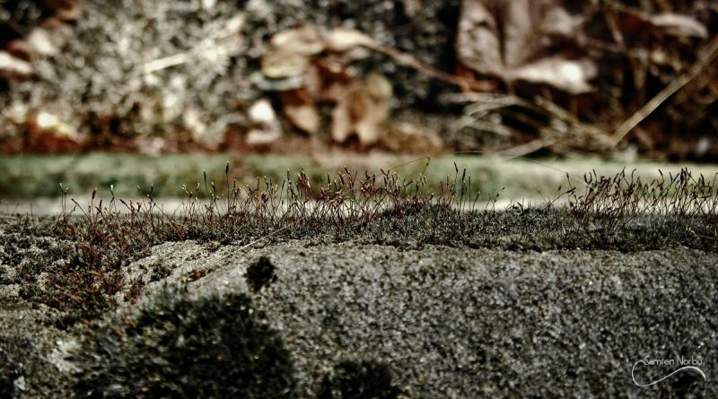Macro — photographie de Samten Norbù