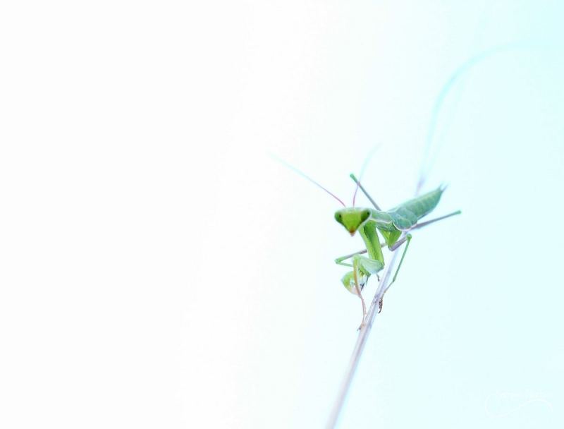 Macro — photographie de Samten Norbù