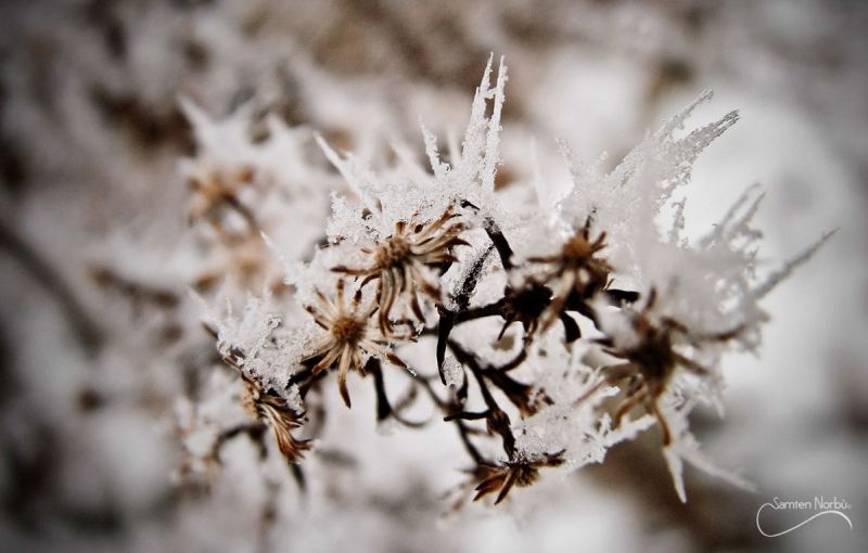Macro — photographie de Samten Norbù