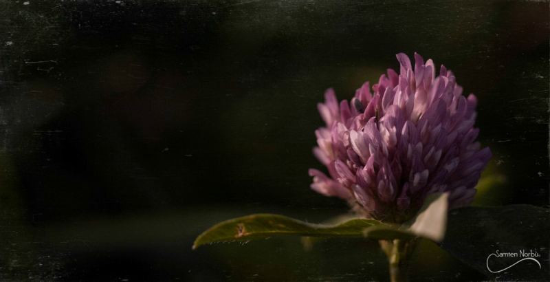Macro — photographie de Samten Norbù