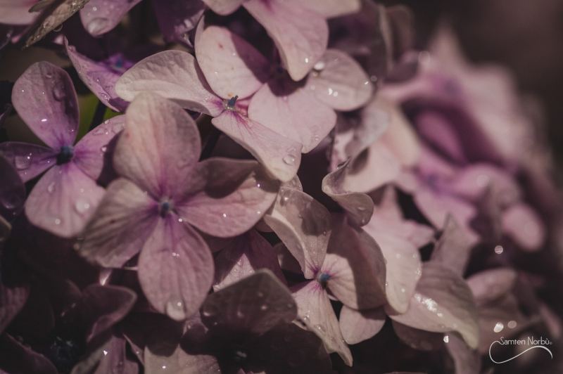 Nature — photographie de Samten Norbù
