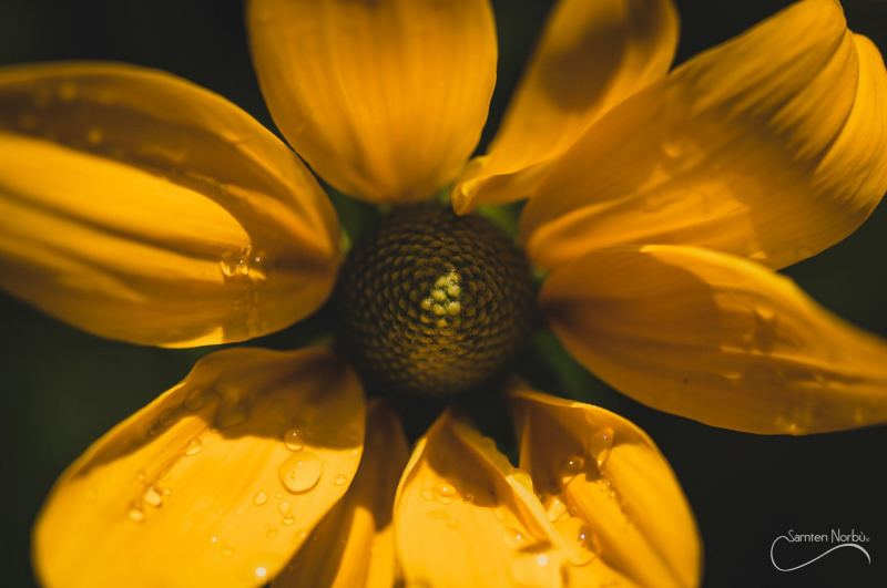 Nature — photographie de Samten Norbù