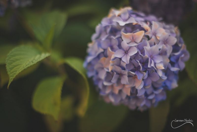 Nature — photographie de Samten Norbù