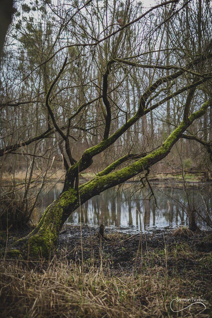 Nature — photographie de Samten Norbù