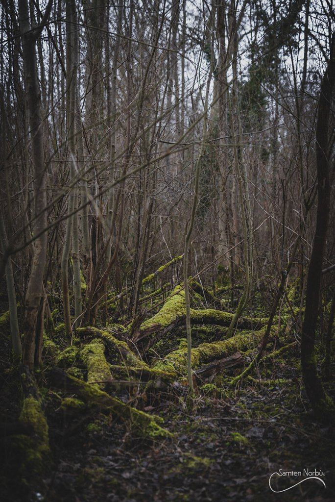 Nature — photographie de Samten Norbù