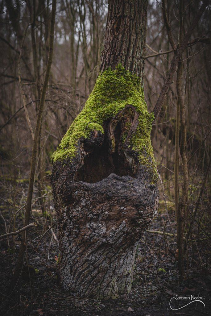 Nature — photographie de Samten Norbù