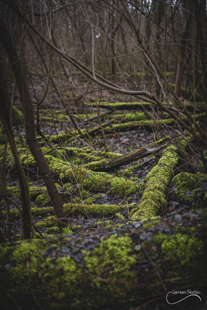 Nature — photographie de Samten Norbù