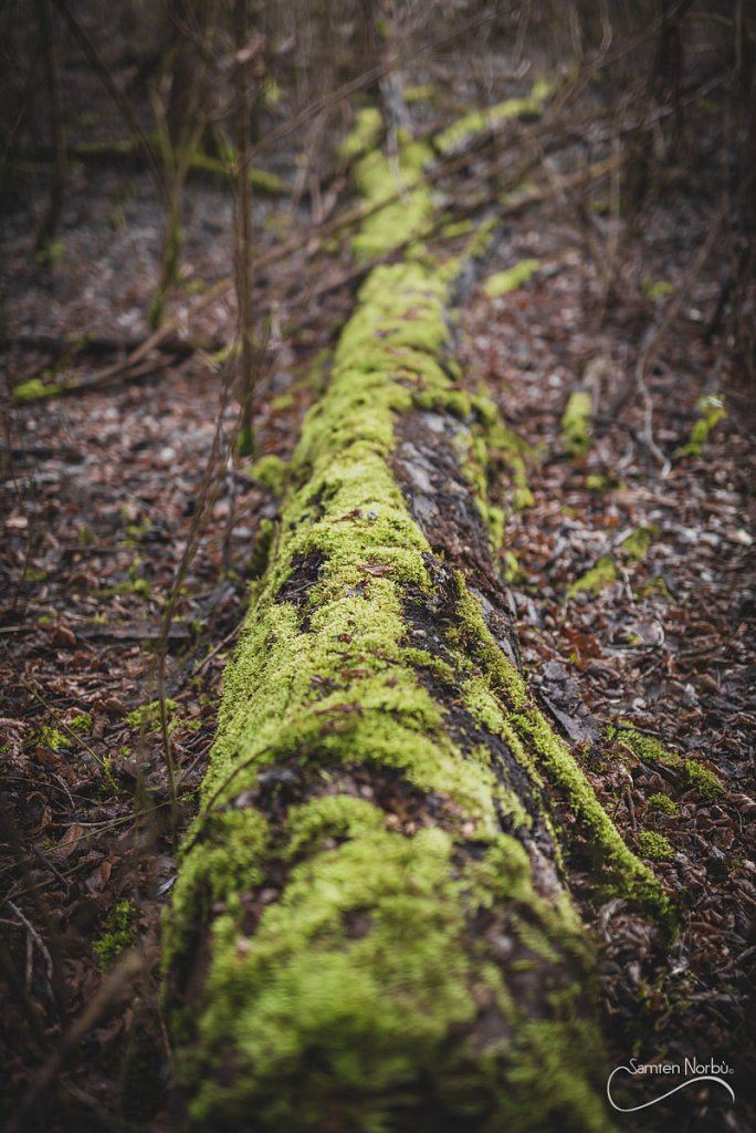 Nature — photographie de Samten Norbù
