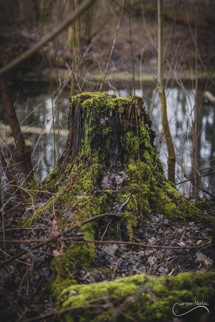 Nature — photographie de Samten Norbù