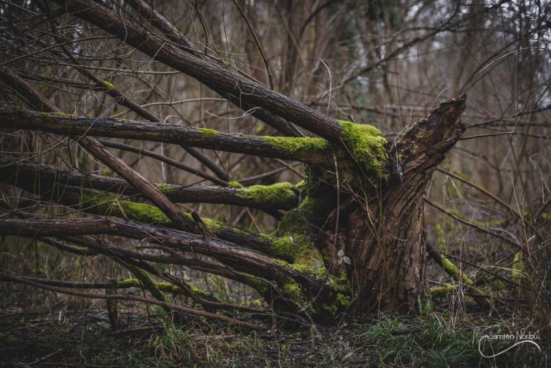 Nature — photographie de Samten Norbù