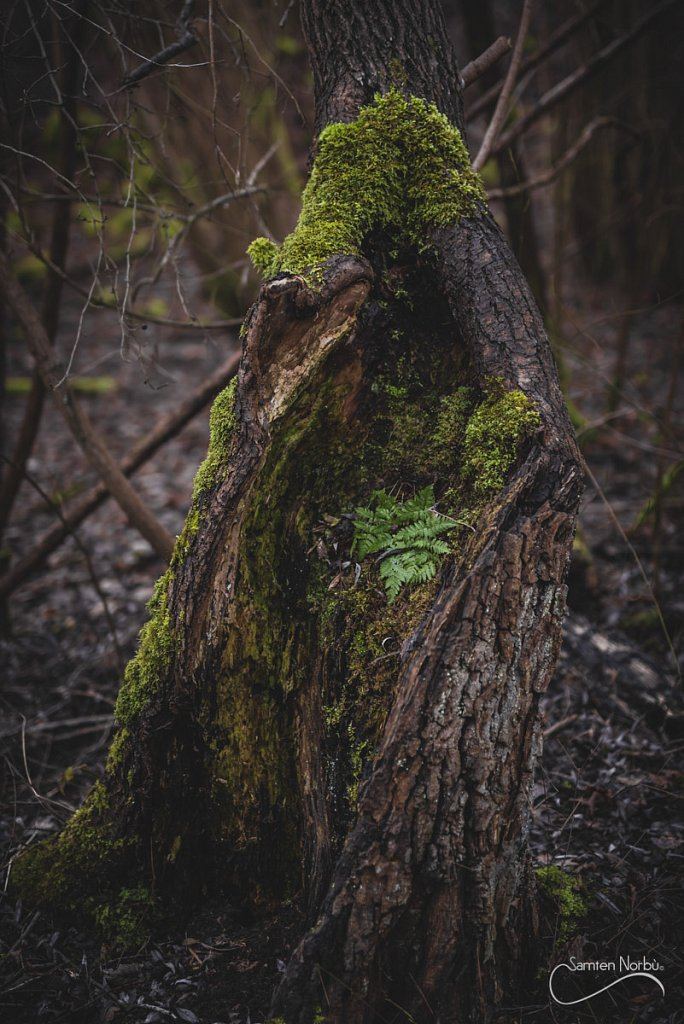 Nature — photographie de Samten Norbù